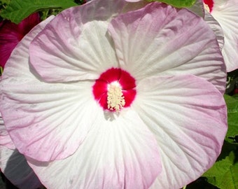 Hibiscus moscheutos Luna Blush | Rose Mallow | 5_Seeds