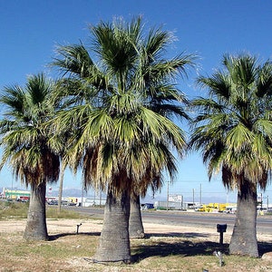 Washingtonia filifera California Desert Fan Palm Petticoat 10_Seeds image 4