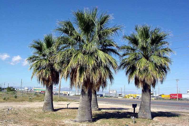 Washingtonia filifera California Desert Fan Palm Petticoat 10_Seeds image 4