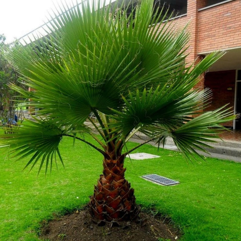 Washingtonia filifera California Desert Fan Palm Petticoat 10_Seeds image 1