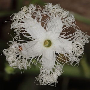 Trichosanthes lepiniana Snake Gourd 5_Seeds image 1