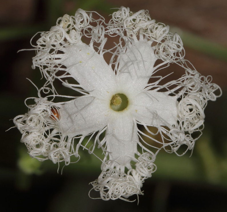 Trichosanthes lepiniana Snake Gourd 5_Seeds image 1