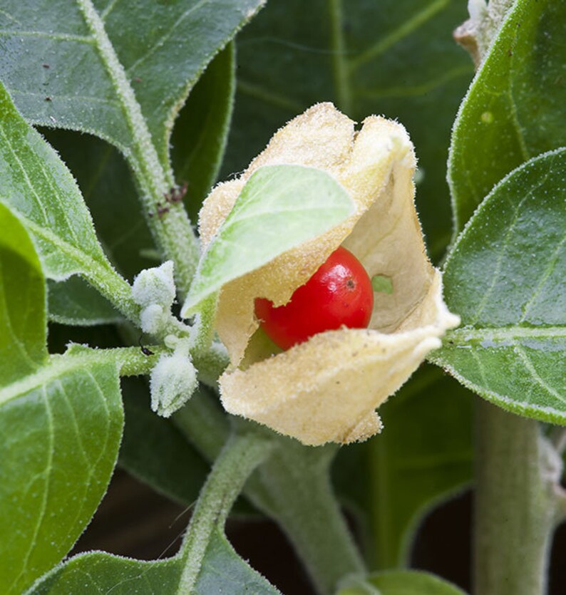 Withania Somnifera Ashwagandha Indian Ginseng Winter Etsy Withania Somnifera Ashwagandha Indian Ginseng Winter Etsy