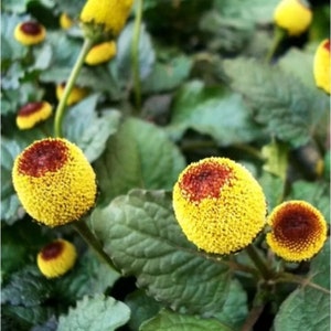 Buzz Button Plant - Etsy Israel