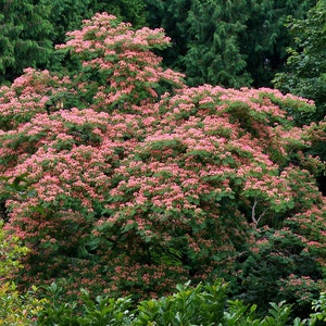 Albizia julibrissin Mimosa Tree 5_Seeds image 3