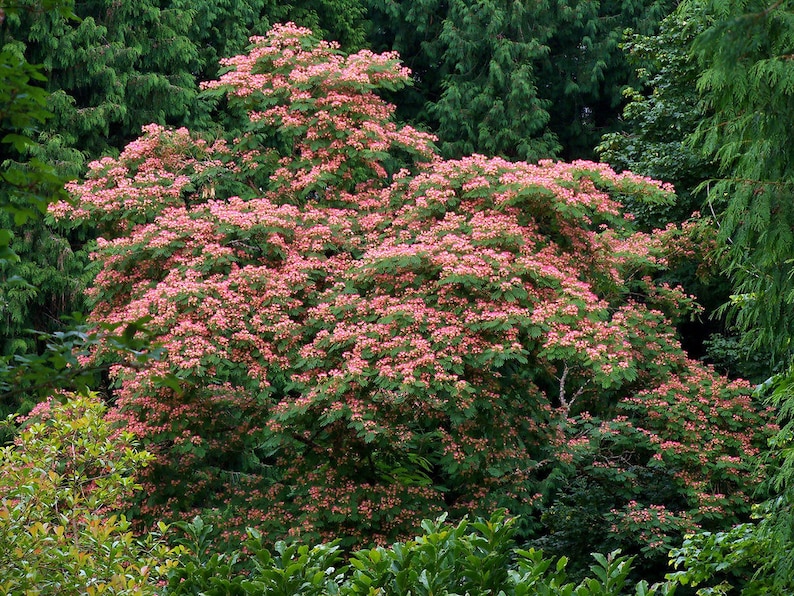 Albizia julibrissin Mimosa Tree 5_Seeds image 3