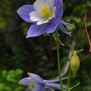 Aquilegia caerulea Colorado Blue Columbine 50_Seeds image 5