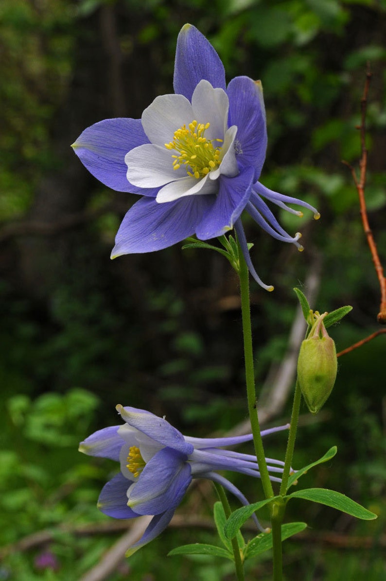 Aquilegia caerulea Colorado Blue Columbine 50_Seeds image 5