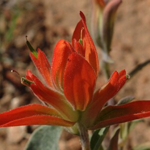 May include: A close-up of a red and green Indian paintbrush flower. The flower has a unique shape with multiple petals that are pointed and curved.