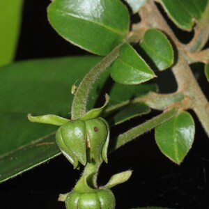 Huberantha cerasoides Polyalthia Cherry Ashok 5_Seeds image 4