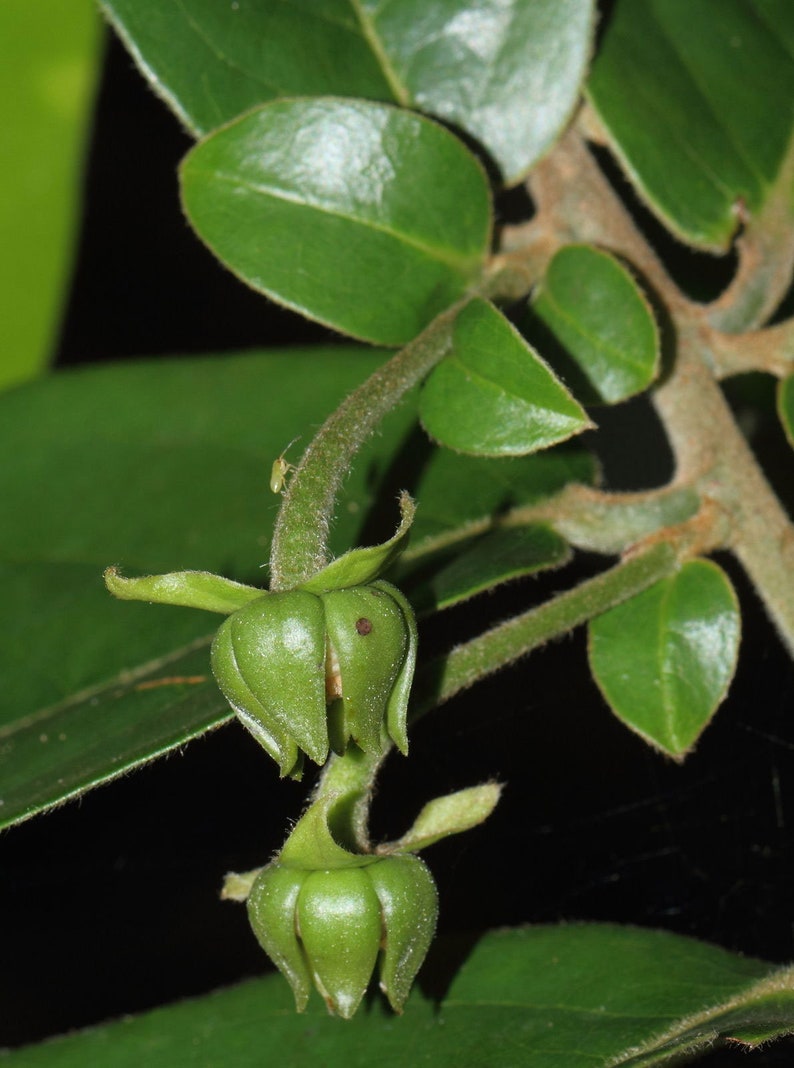 Huberantha cerasoides Polyalthia Cherry Ashok 5_Seeds image 4