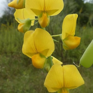 Crotalaria spectabilis | Rattlebox | Showy Rattlepod | Cats Bell | 10_Seeds