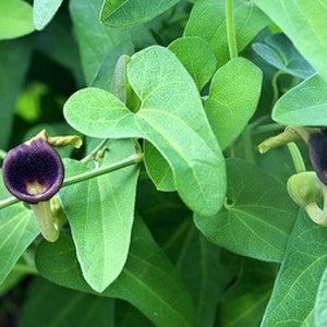 Aristolochia debilis 50_Seeds image 2