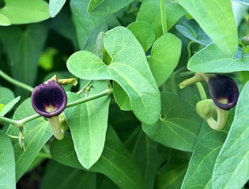 Aristolochia debilis 50_Seeds image 2