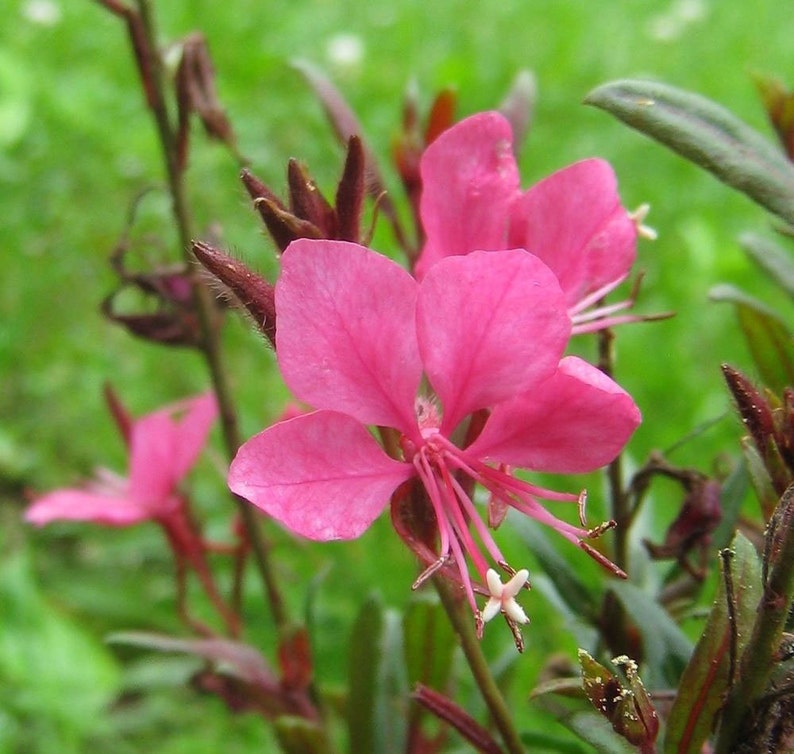 Oenothera Lindheimeri Indian Feather Pink & White Gaura Etsy