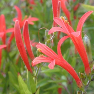 Anisacanthus quadrifidus| Hummingbird| Flame Acanthus| 10_Seeds