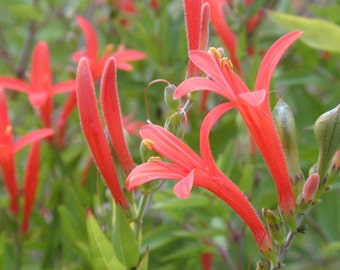 Anisacanthus quadrifidus| Hummingbird| Flame Acanthus| 5_Seeds