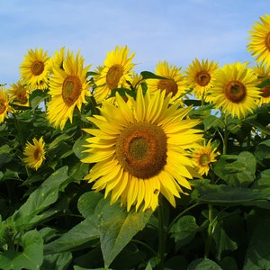 Helianthus annuus Common Sunflower 50_Seeds image 2
