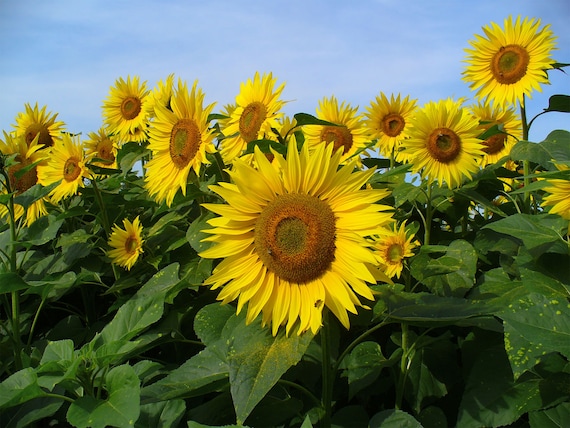 Helianthus annuus | 一般的なヒマワリ | 50粒 - Etsy 日本