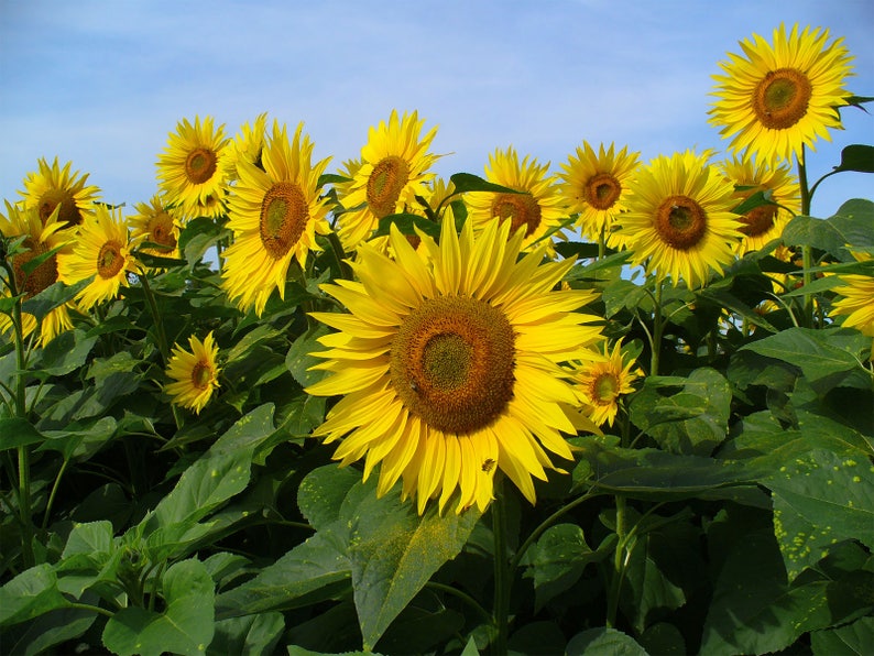 Helianthus annuus Common Sunflower 50_Seeds image 2
