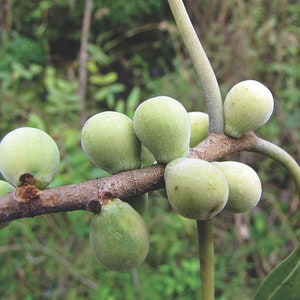 Ficus amplissima Indian Bat Tree & Fig Pimpri Pipri Pipali 100_Seeds image 1