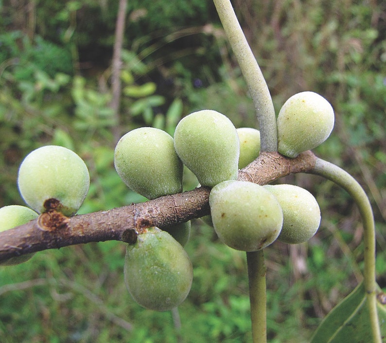 Ficus amplissima Indian Bat Tree & Fig Pimpri Pipri Pipali 100_Seeds image 1
