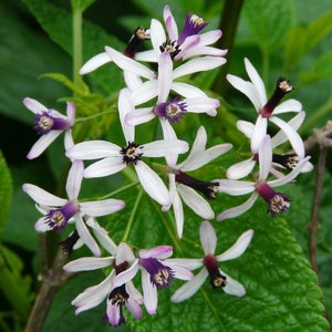 Melia azedarach | Bead Tree | Chinaberry | Cape Indian Persian Lilac | 5_Seeds