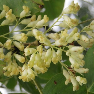 Dalbergia latifolia | Black & East Indian Rosewood | Kala Sheeshan | 10_Seeds