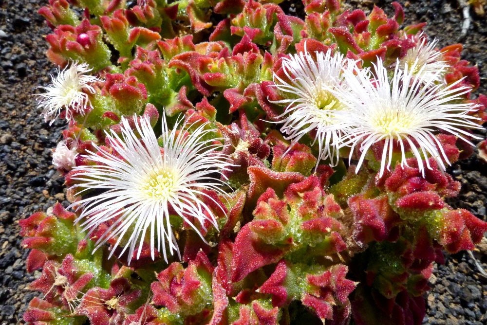 thumbnail image 2 of 20 CRYSTAL ICE PLANT SEEDS (Mesembryanthemum Crystallinum) Edible 2 of 12