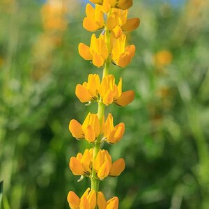 Lupinus densiflorus | Golden Lupine Aureus | 10_Seeds