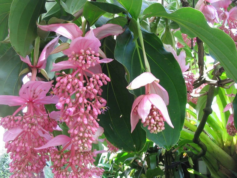 Medinilla magnifica Showy Philippine orchid 10_Seeds image 2