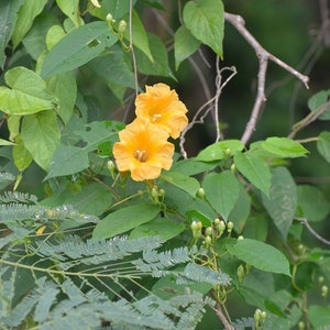 Ipomoea aurantiaca | Chiapas Morning Glory | 10_Seeds