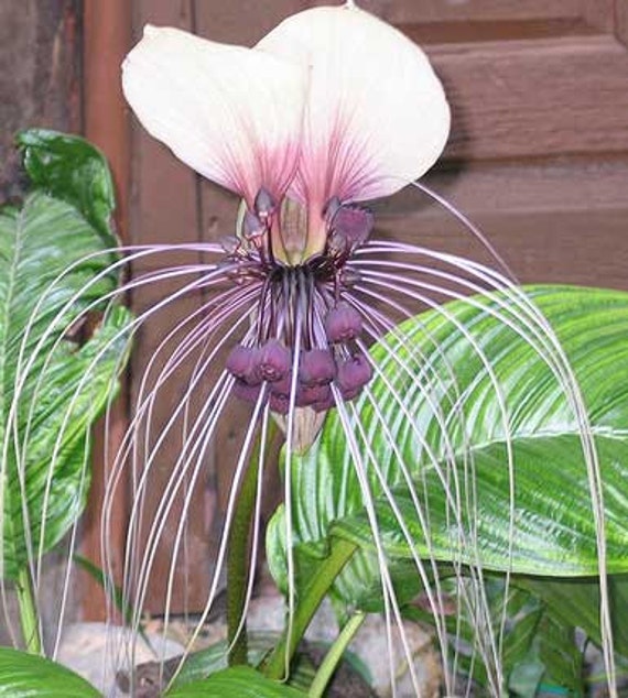 Tacca chantrieri NIVEA White Bat Flower 10 seeds FREE SHIP
