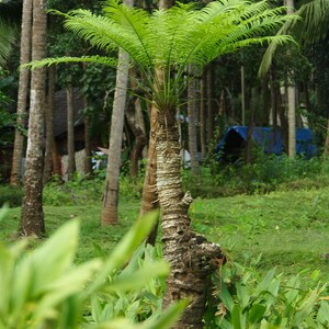 Phoenix pusilla Ceylon Date Palm Flour Palm 5_Seeds image 4