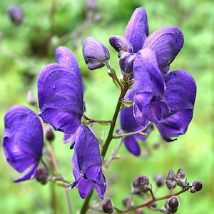 Aconitum napellus | Aconite | Blue Monkshood | Monks Coule | 10_Seeds