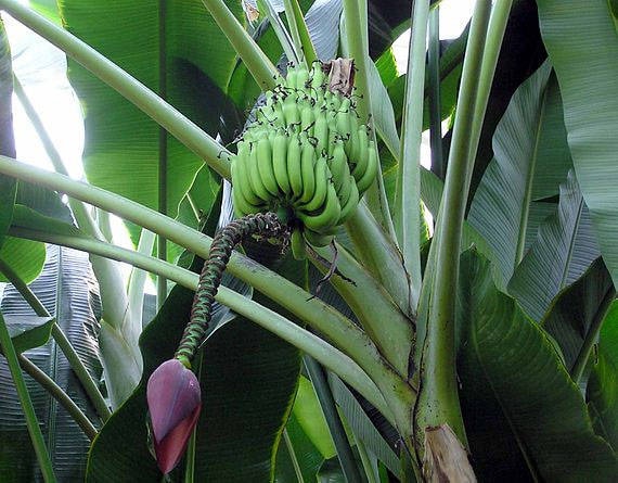 Musa balbisiana Banane TROPICA - 10 Samen Silber 