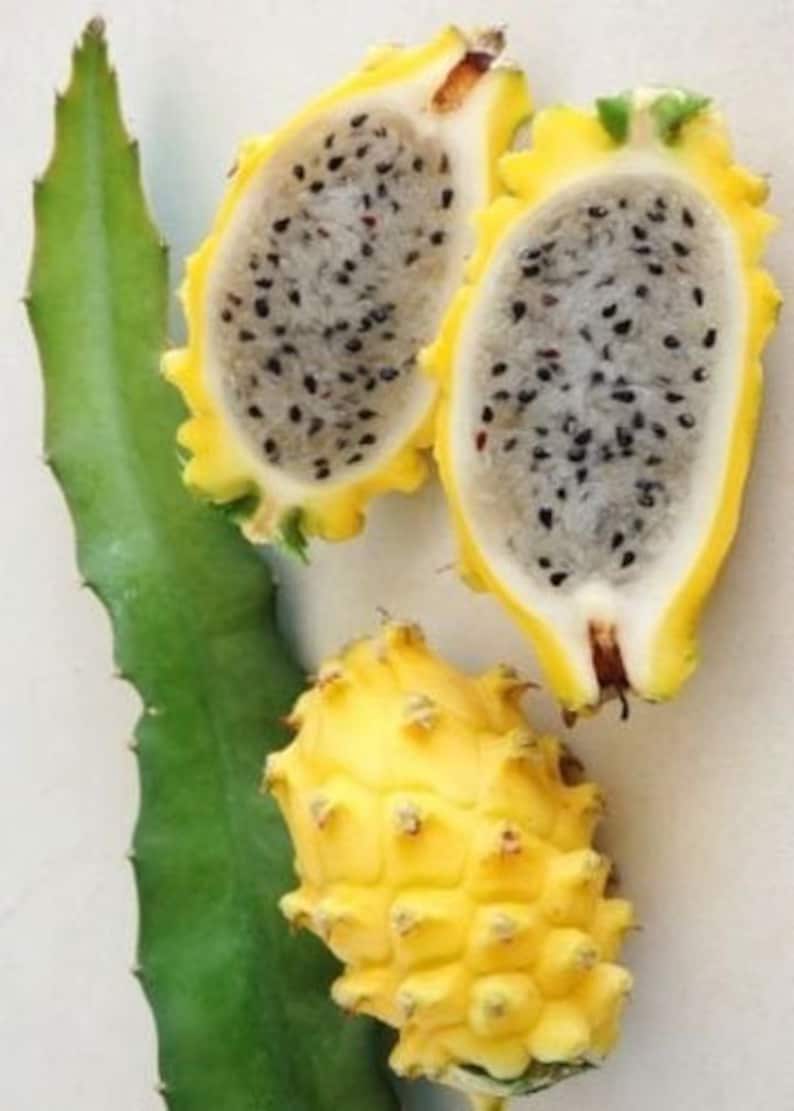 Hylocereus megalanthus France Fruits du Dragon Jaune fruits | Etsy