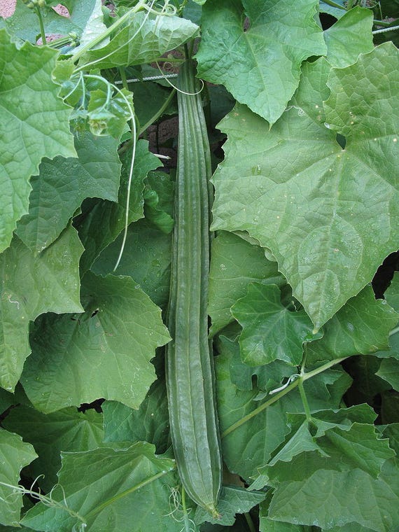 Luffa Acutangula Angled Loofah Chinese Okra Ribbed Gourd | Etsy