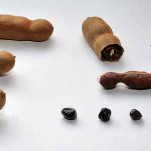 Tamarindus indica | Tamarind Tree | 10_Seeds