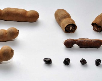Tamarindus indica | Tamarind Tree | 10_Seeds