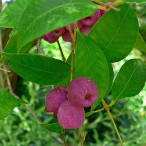 Syzygium Smithii Lilly Pilly Monkey Apple Acmena Eugenia - Etsy