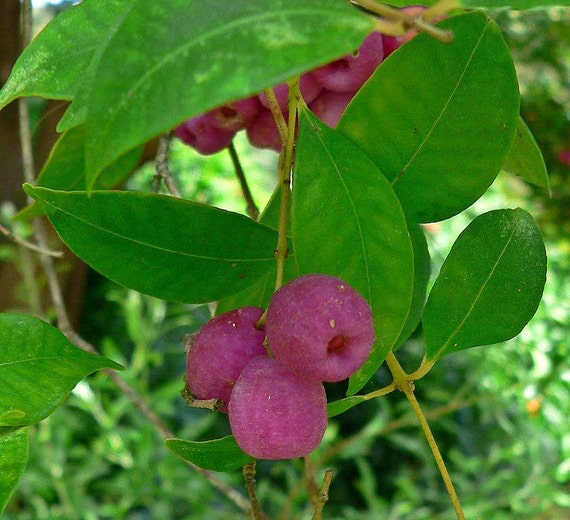 Syzygium Smithii | Lilly Pilly | Monkey Apple | Acmena Eugenia | 10_seeds -  Etsy