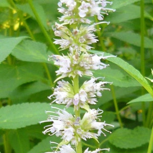 Agastache rugosa Alba | Liquorice White Anise Hyssop | Snow Spike | 50_Seeds