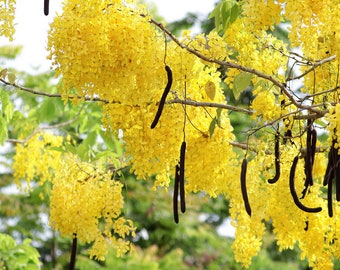 Cassia fistula | Canafistula | Purging Cassia | Golden Rain Tree | 10_Seeds