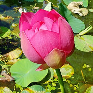 Nelumbo nucifera Red | 5_Seeds