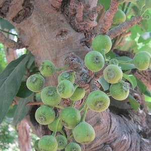Ficus hispida | 200_Seeds