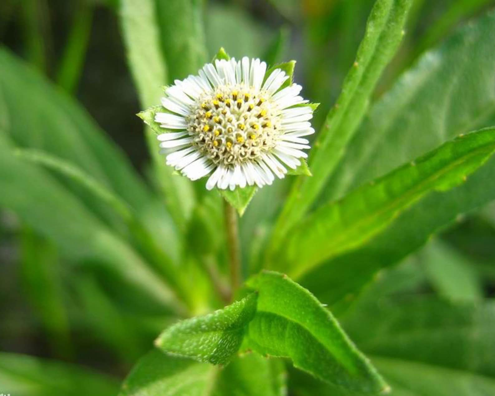 Eclipta Prostrata | False Daisy | Yerba De Tago | Bhringraj | 50_seeds ...