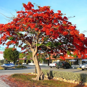 Delonix regia Royal Poinciana Flamboyant Flame Tree Gulmohar 5_Seeds image 2