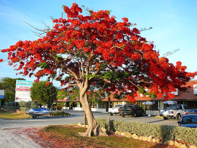 Delonix regia Royal Poinciana Flamboyant Flame Tree Gulmohar 5_Seeds image 2
