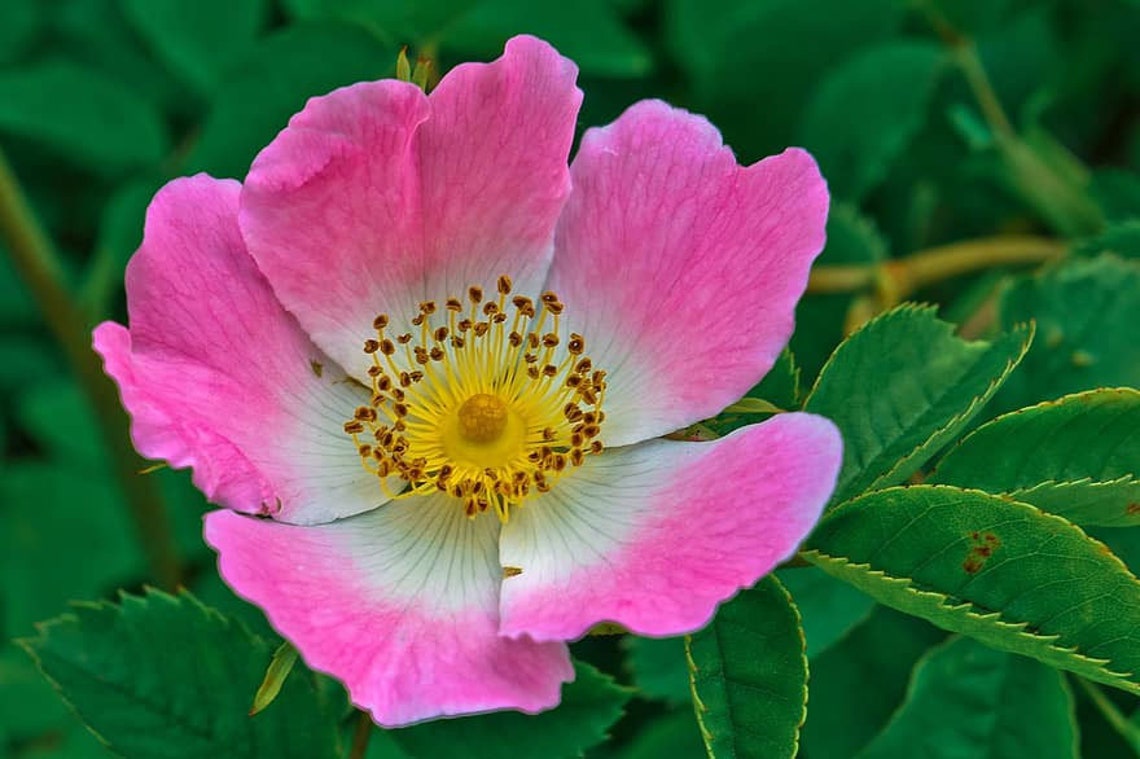 Rosa Arkansana | Wild Roser | Arkansas Prairie Wild Rose | 20_seeds - Etsy